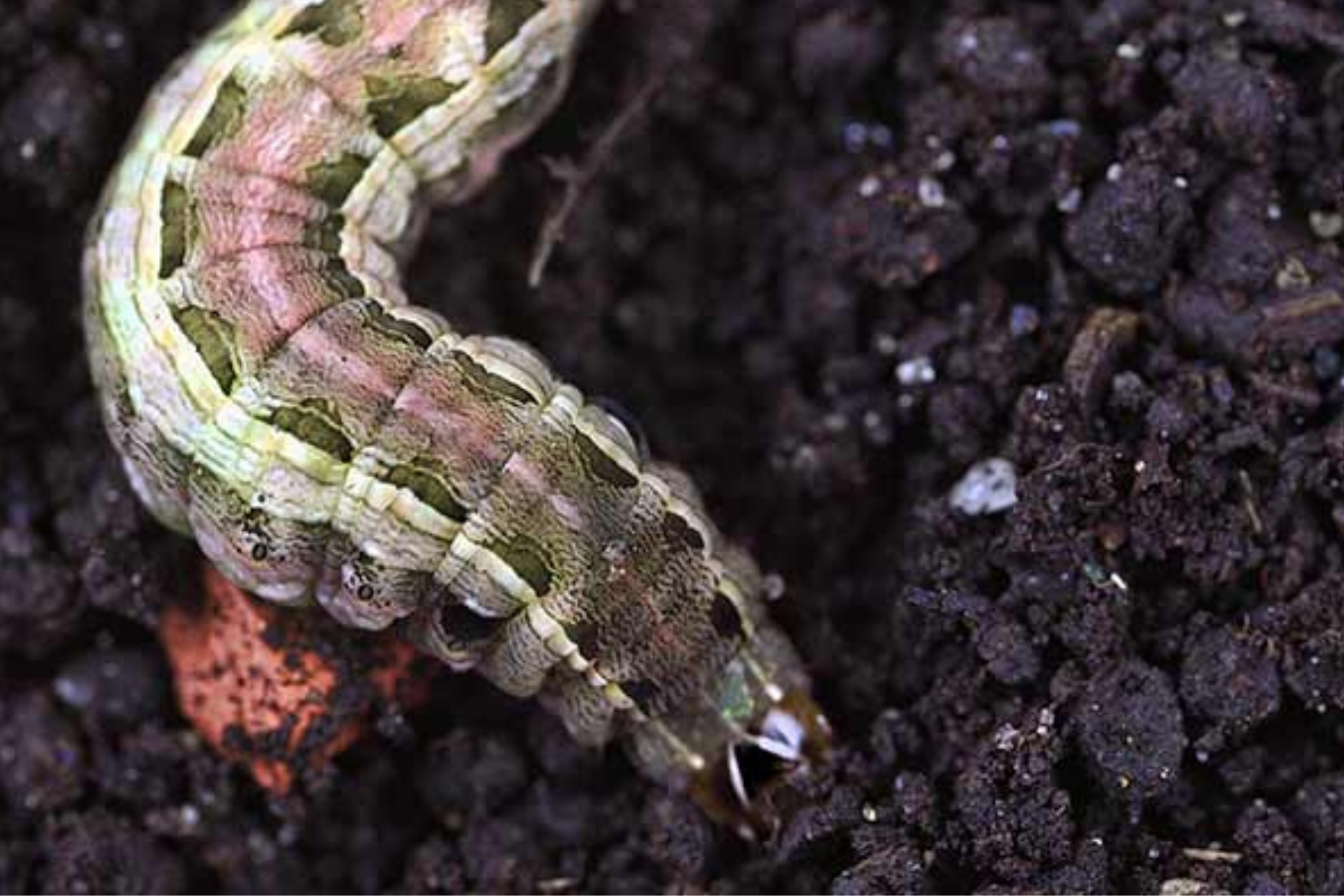 Armyworm Control