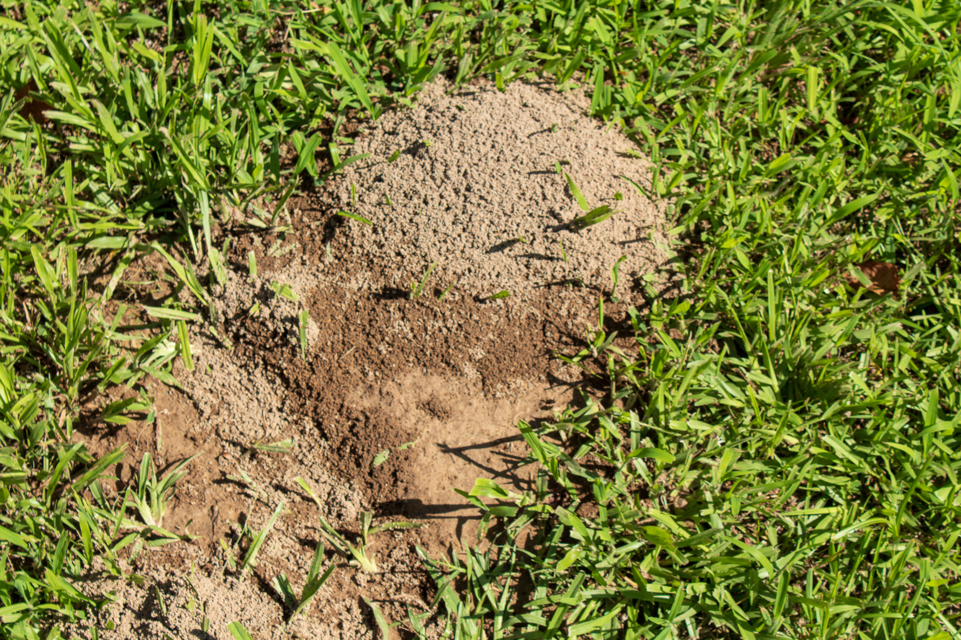 Fire Ant Control