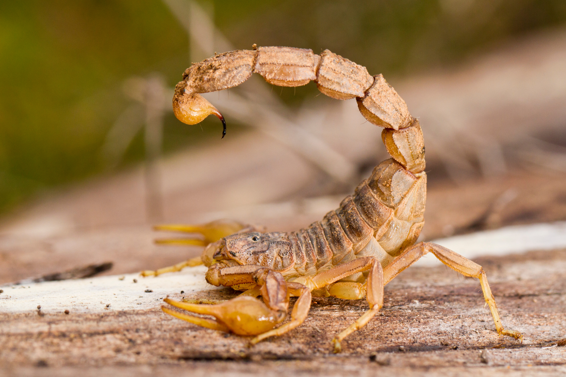 Scorpion Control